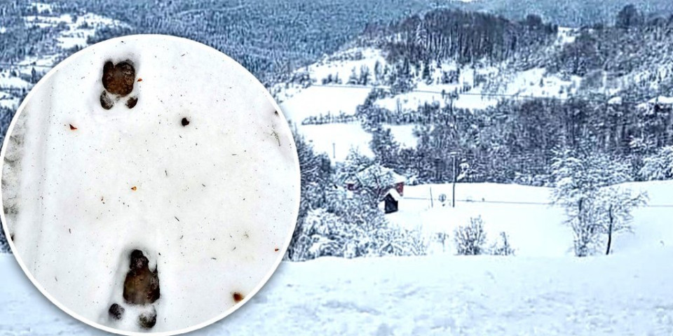 Neprijatan susret usred noći! Mislila je da je mačka, kad ono...  (FOTO)