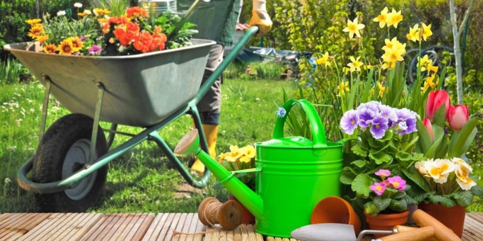 Cveće koje podnosi visoke temperature! Najidealnije vrste biljaka za sunčane terase i baštu - ni suša mu ne može ništa