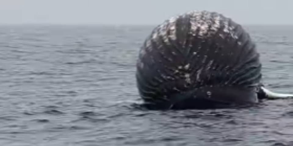 Ribari ugledali ogromnu crnu loptu u moru! Zaledili se od šoka - kada su shvatili šta je, pobegli su glavom bez obzira (VIDEO)