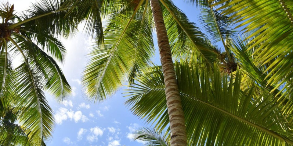 Mogu li palme opstati u Srbiji? Ne morate živeti na moru da biste ih imali u dvorištu (FOTO)