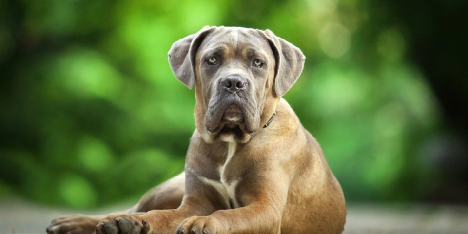 Veterinarka otkriva 5 rasa pasa koje nikad ne bi imala - Razlozi su ozbiljniji nego što mislite (VIDEO)